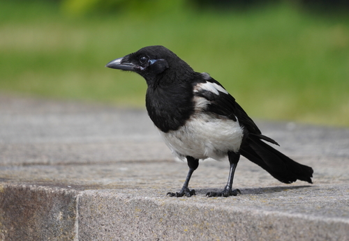 Pie bavarde, jeune