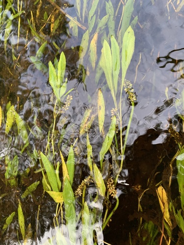 Alpine pondweed (Potamogeton alpinus)