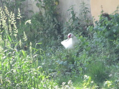 Cairina moschata domestica