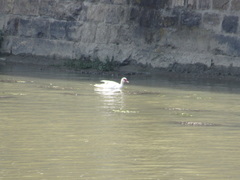 Cairina moschata domestica