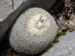 Epithelantha greggii