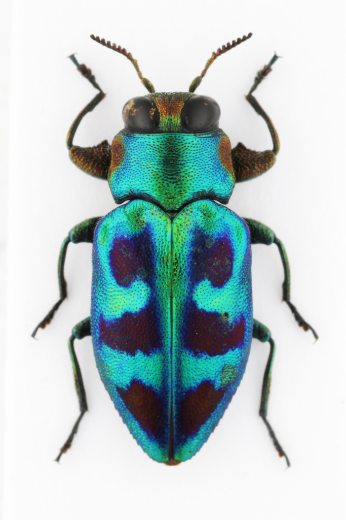 Chrysobothris sauteri