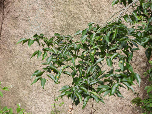 How to identify Celtis bungeana Blume