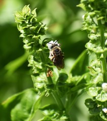 Melissodes communis communis