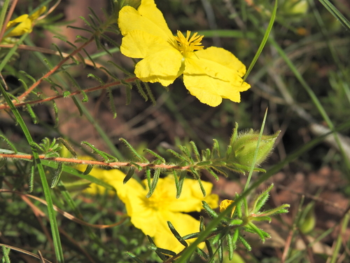 Image of Hibbertia vestita by (c) Scott W. Gavins, some rights reserved (CC BY)