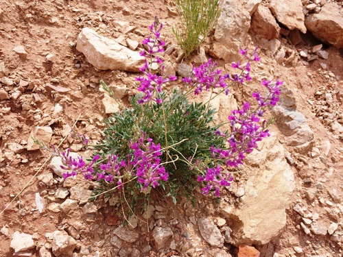 Oxytropis besseyi var. fallax