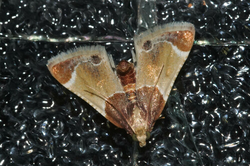Meal moth