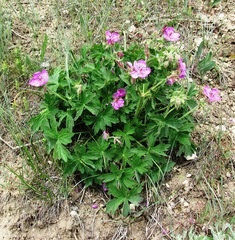 Geranium viscosissimum