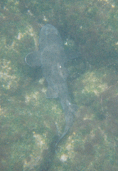 Heterodontus quoyi