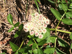 Angelica lucida