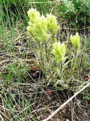 Castilleja pulchella