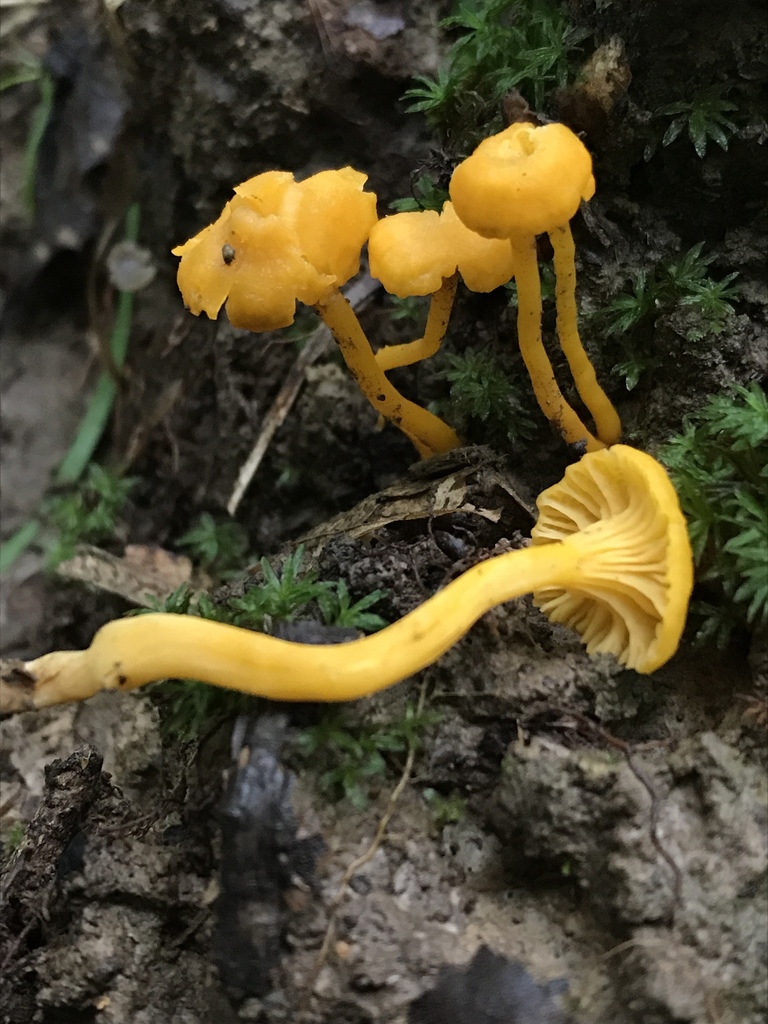 Cantharellus parvoflavus