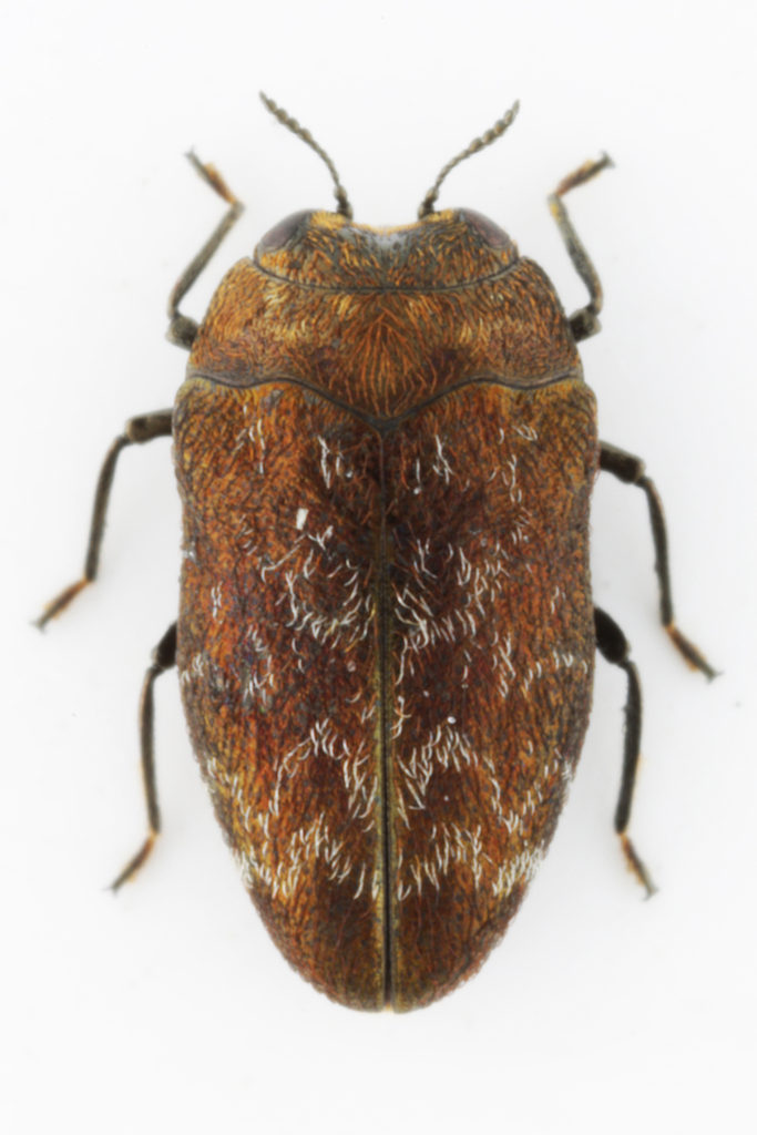 Trachys cupricolor