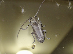 Acalolepta