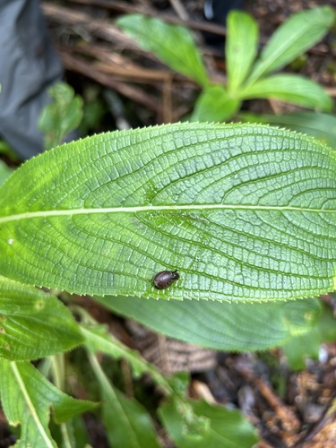 Succinea cepulla observed 2024-09-04
