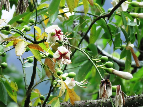 Ceiba erianthos · iNaturalist