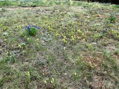 Castilleja pulchella