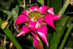 Canistrum cyathiforme