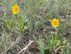Arnica sororia