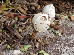 Chlorophyllum molybdites image