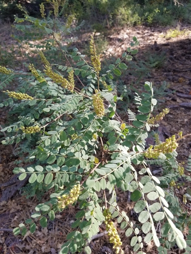 Image of Amorpha californica by no rights reserved
