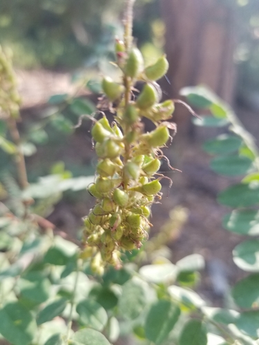 Image of California False Indigo (Amorpha californica) by no rights reserved