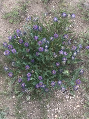 Astragalus laxmannii