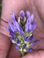 Astragalus laxmannii