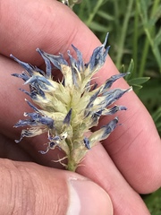 Astragalus laxmannii