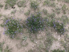 Astragalus laxmannii