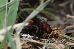 Dasymutilla creon