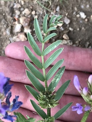 Astragalus laxmannii