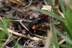 Dasymutilla creon