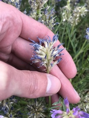 Astragalus laxmannii