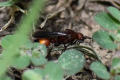 Dasymutilla creon