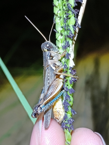 Two-spined Spur-throat Grasshopper photo 4