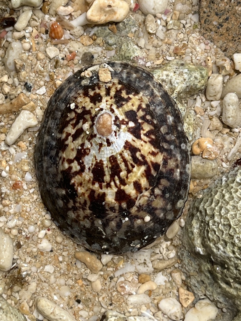 Turtle Limpet