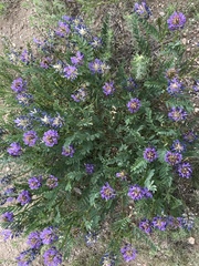 Astragalus laxmannii