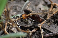 Dasymutilla creon