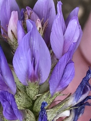 Astragalus laxmannii