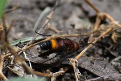 Dasymutilla creon