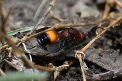 Dasymutilla creon