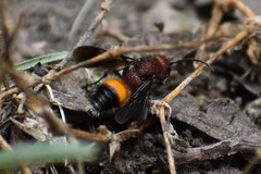 Dasymutilla creon