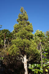 Libocedrus bidwillii