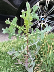 Lactuca serriola