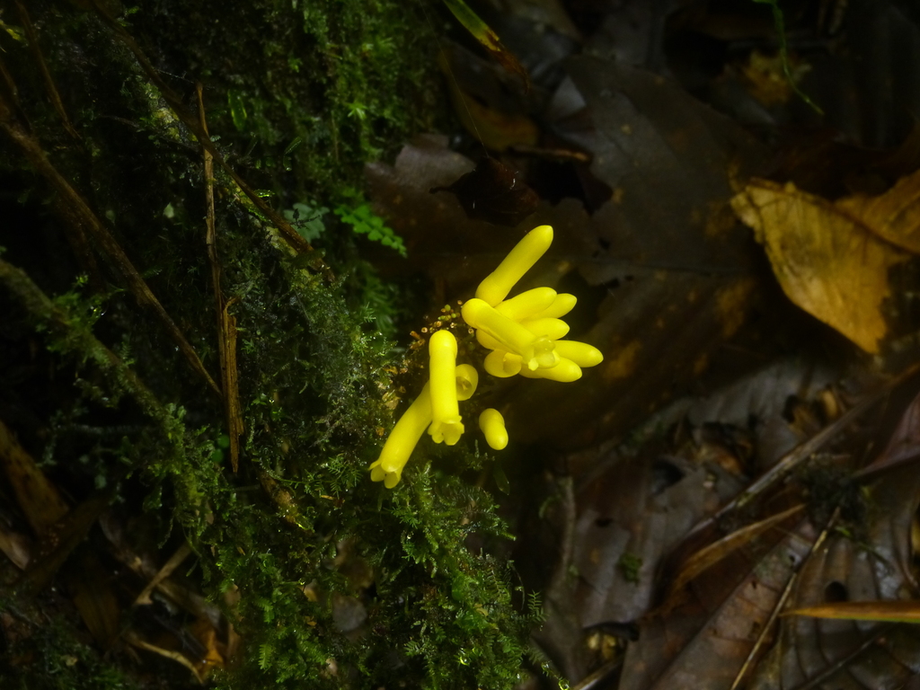 Schlegelia sulphurea