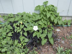 Calystegia