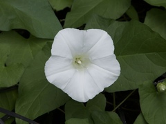 Calystegia
