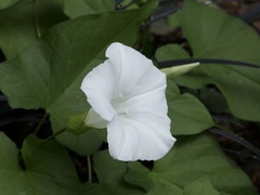Calystegia