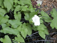 Calystegia